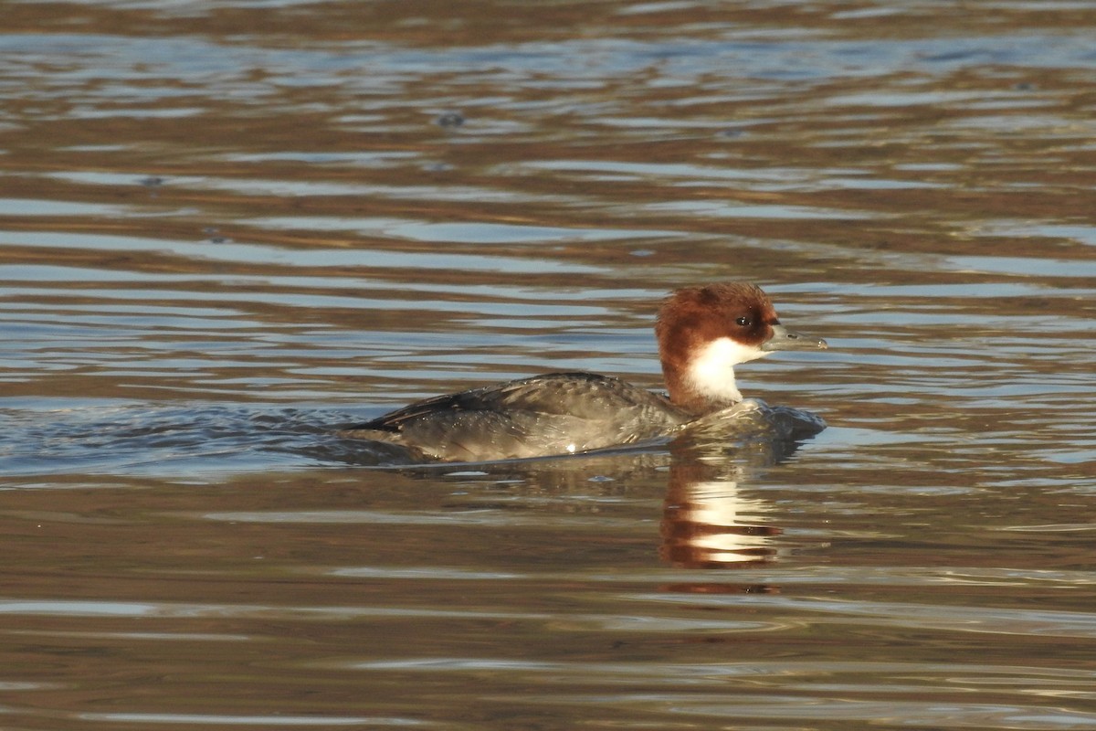 Smew - ML613555836