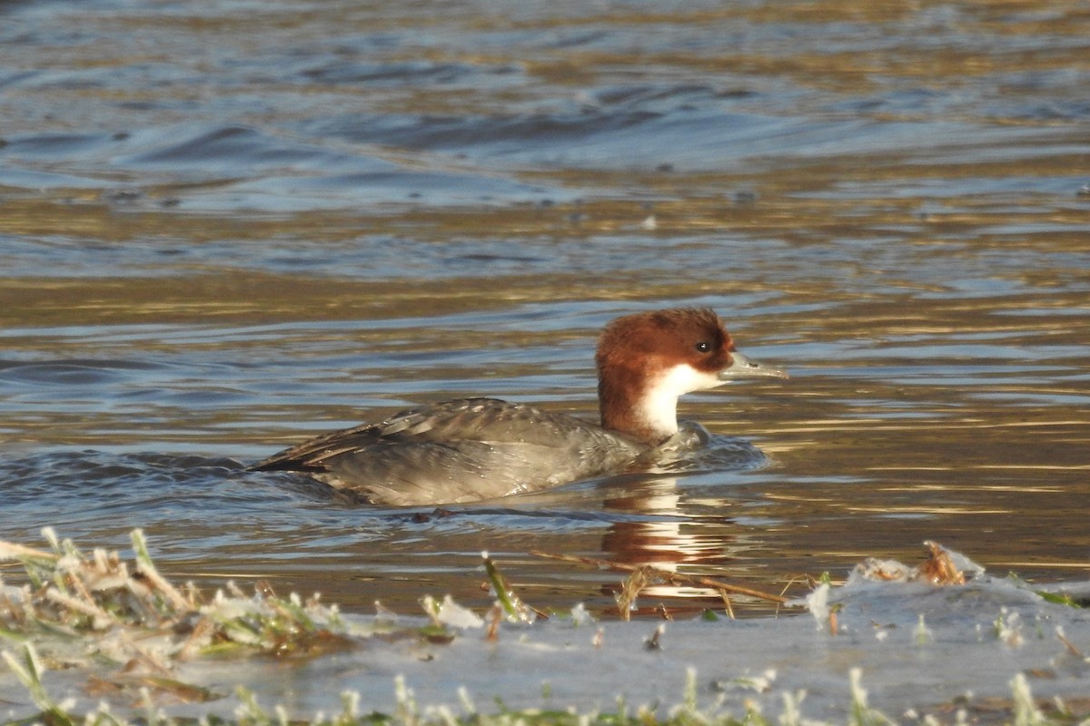 Smew - ML613555837