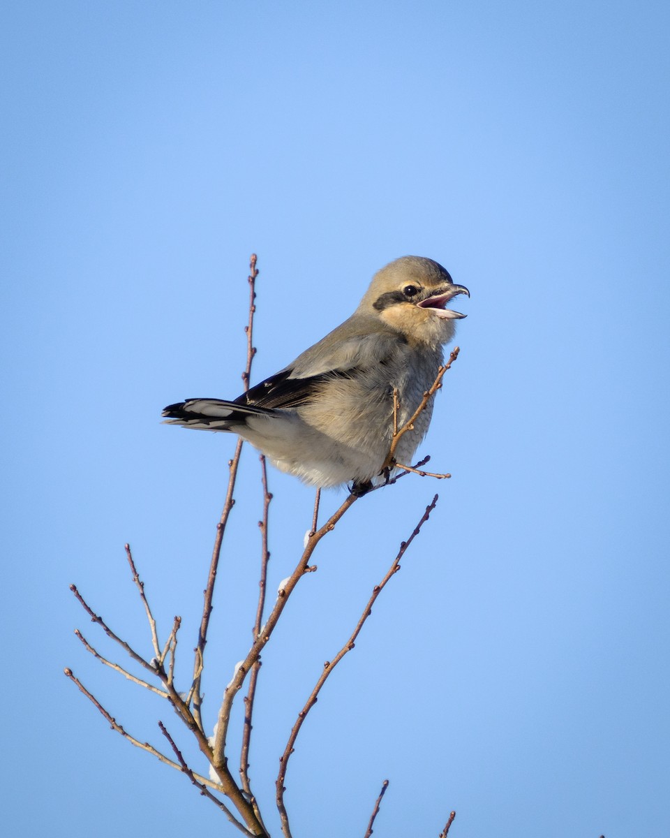 Pie-grièche boréale - ML613555870