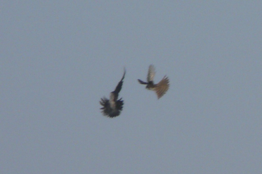 Eurasian Sparrowhawk - ML613555912