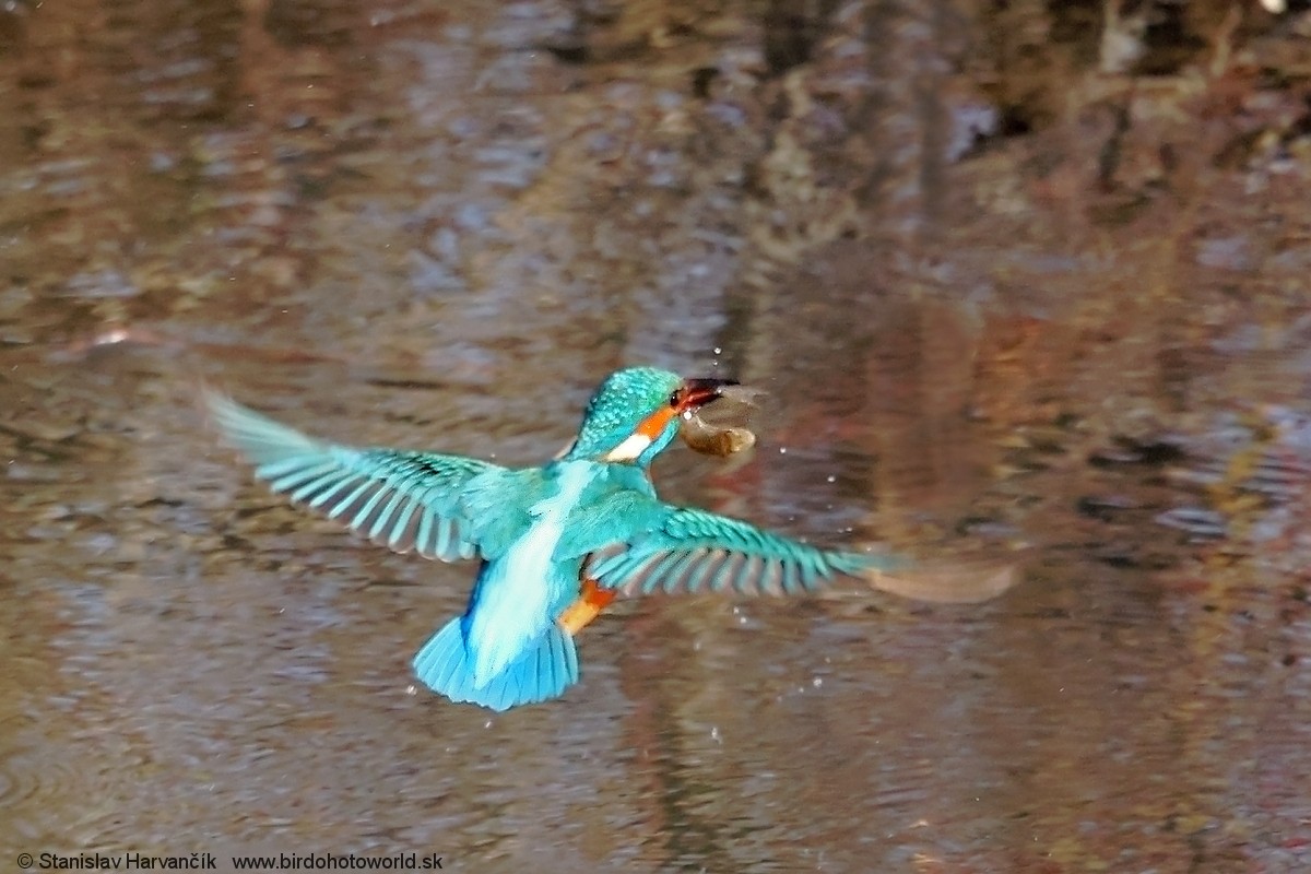 Common Kingfisher - ML613555935