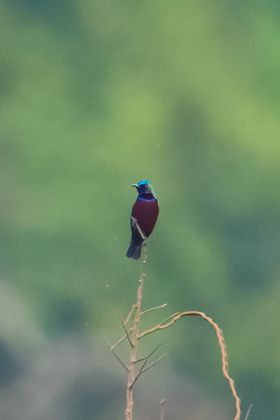 Splendid Sunbird - Tony Ducks