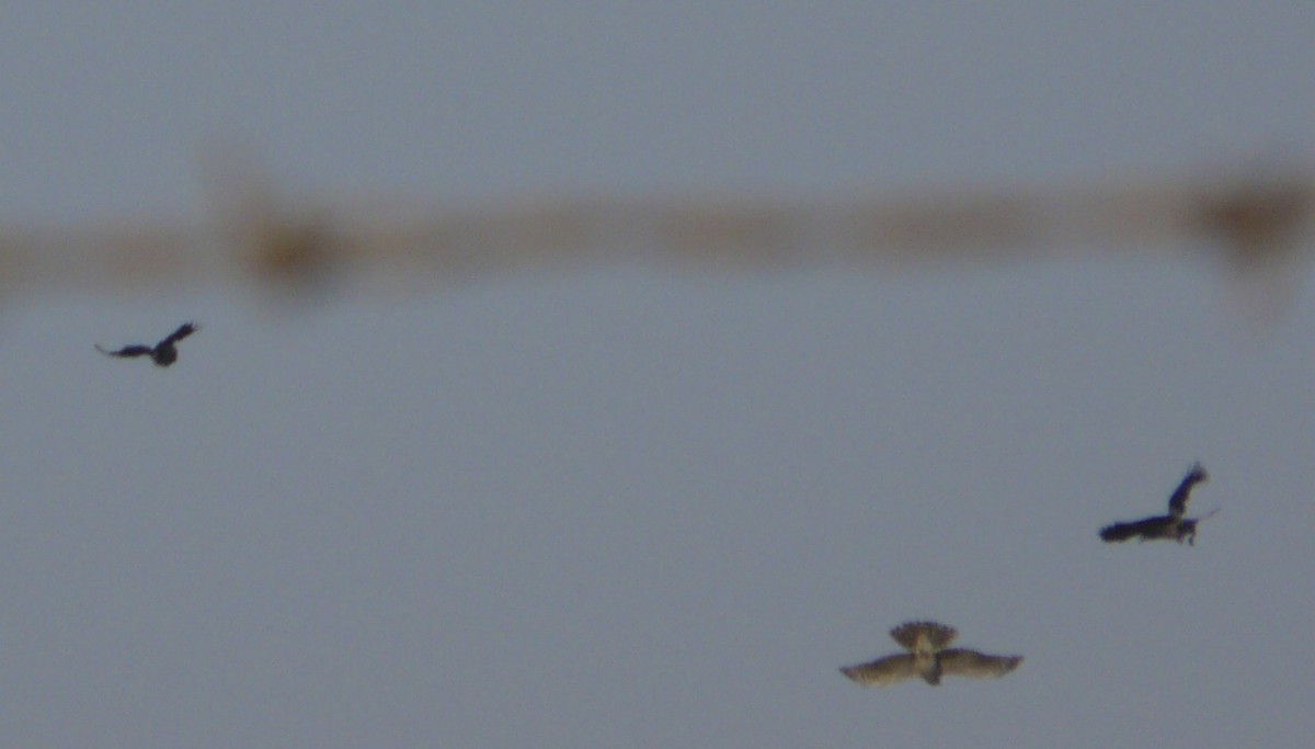 Eurasian Sparrowhawk - ML613555945