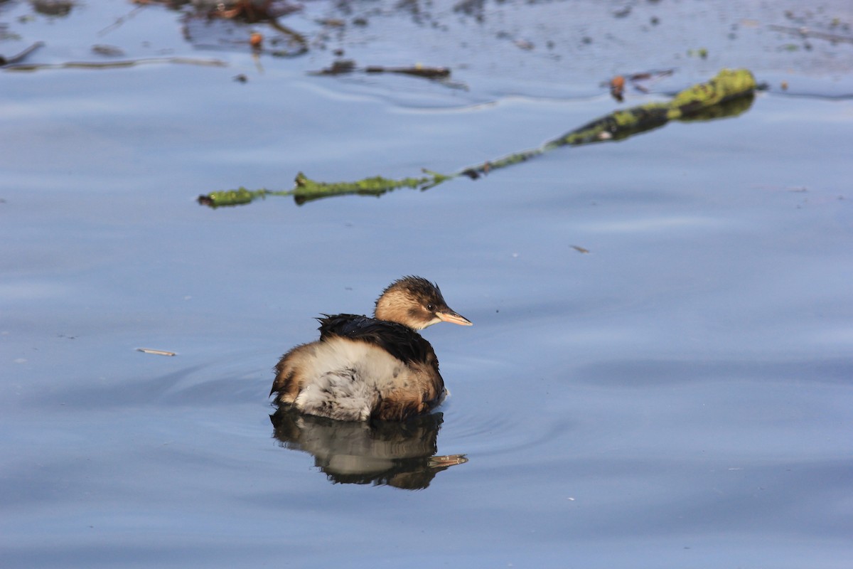 Little Grebe - ML613556047