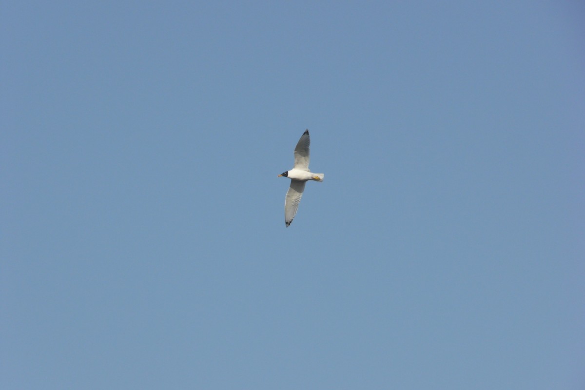 Pallas's Gull - ML613556060