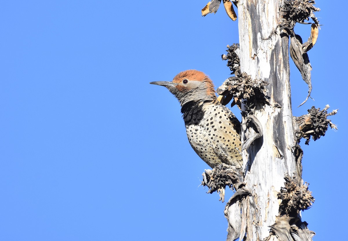 Northern Flicker (Guatemalan) - ML613556246