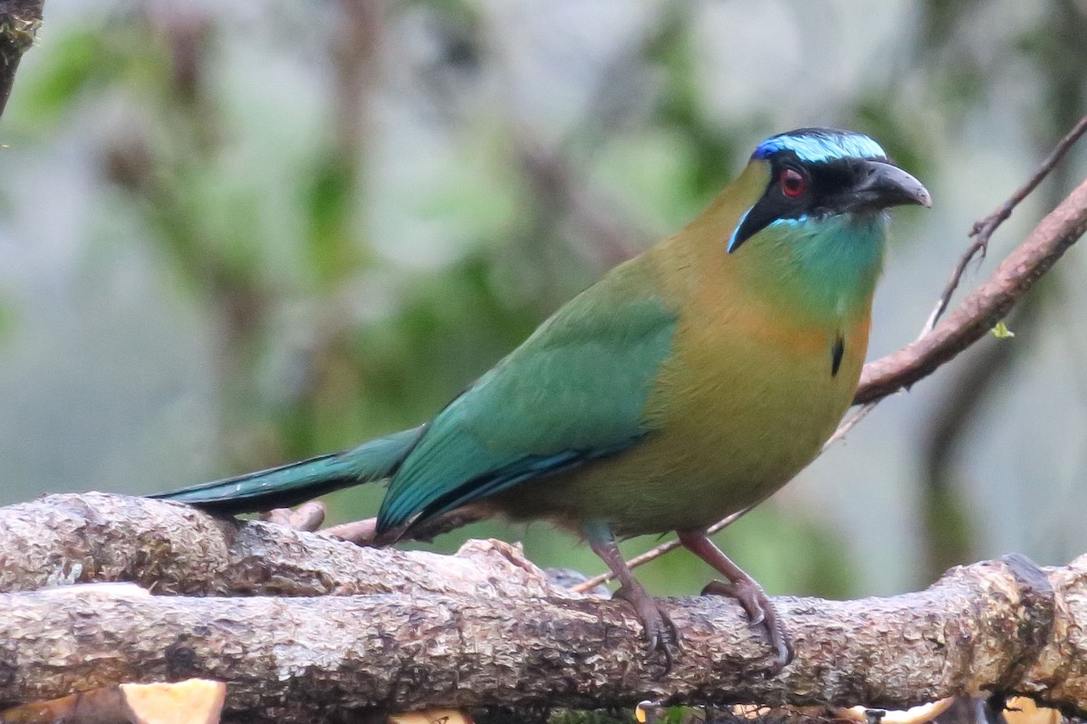 diademmotmot - ML613556265