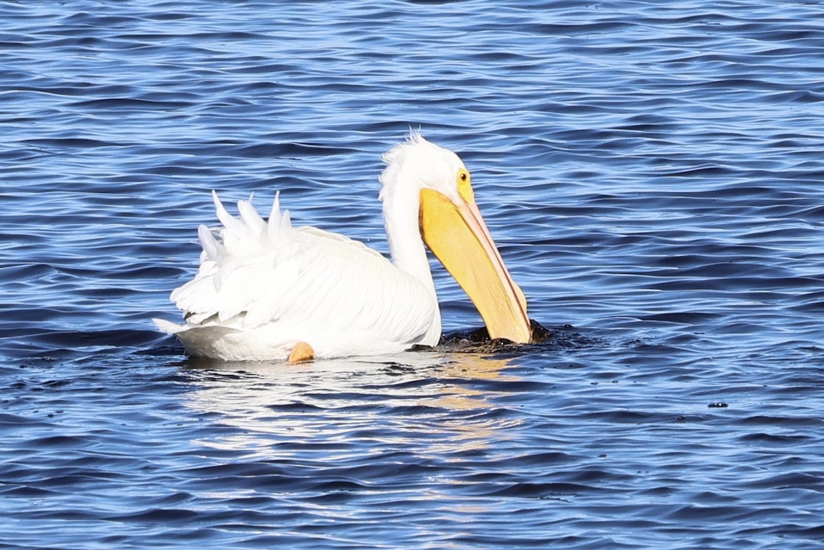 American White Pelican - ML613556301