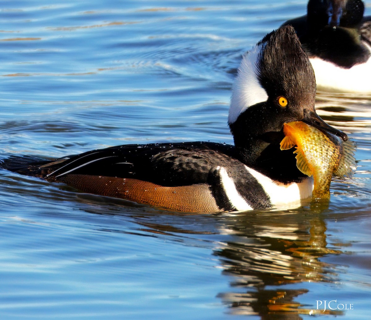 Hooded Merganser - ML613556341