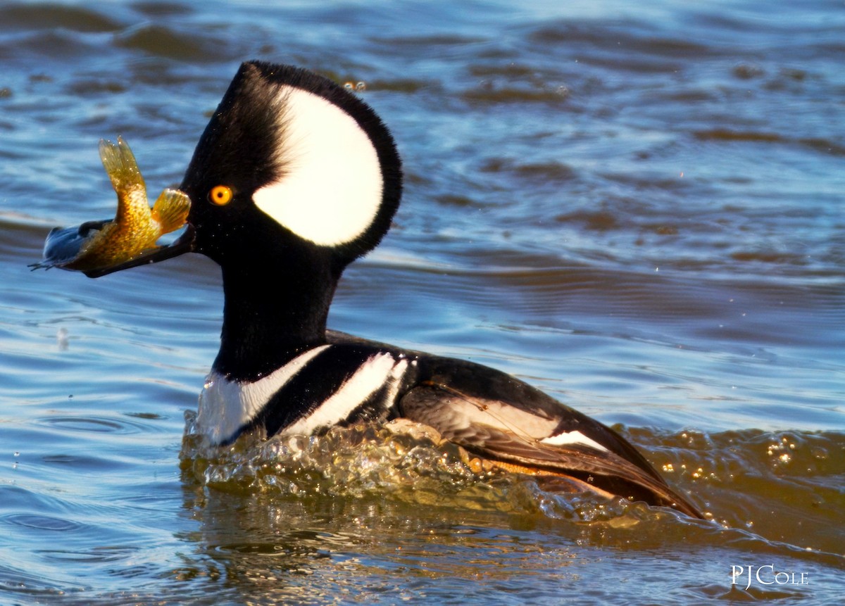 Hooded Merganser - ML613556342