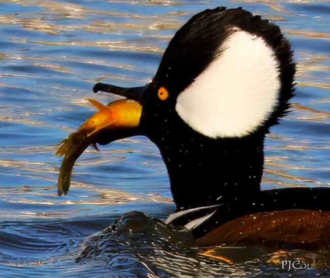 Hooded Merganser - ML613556343