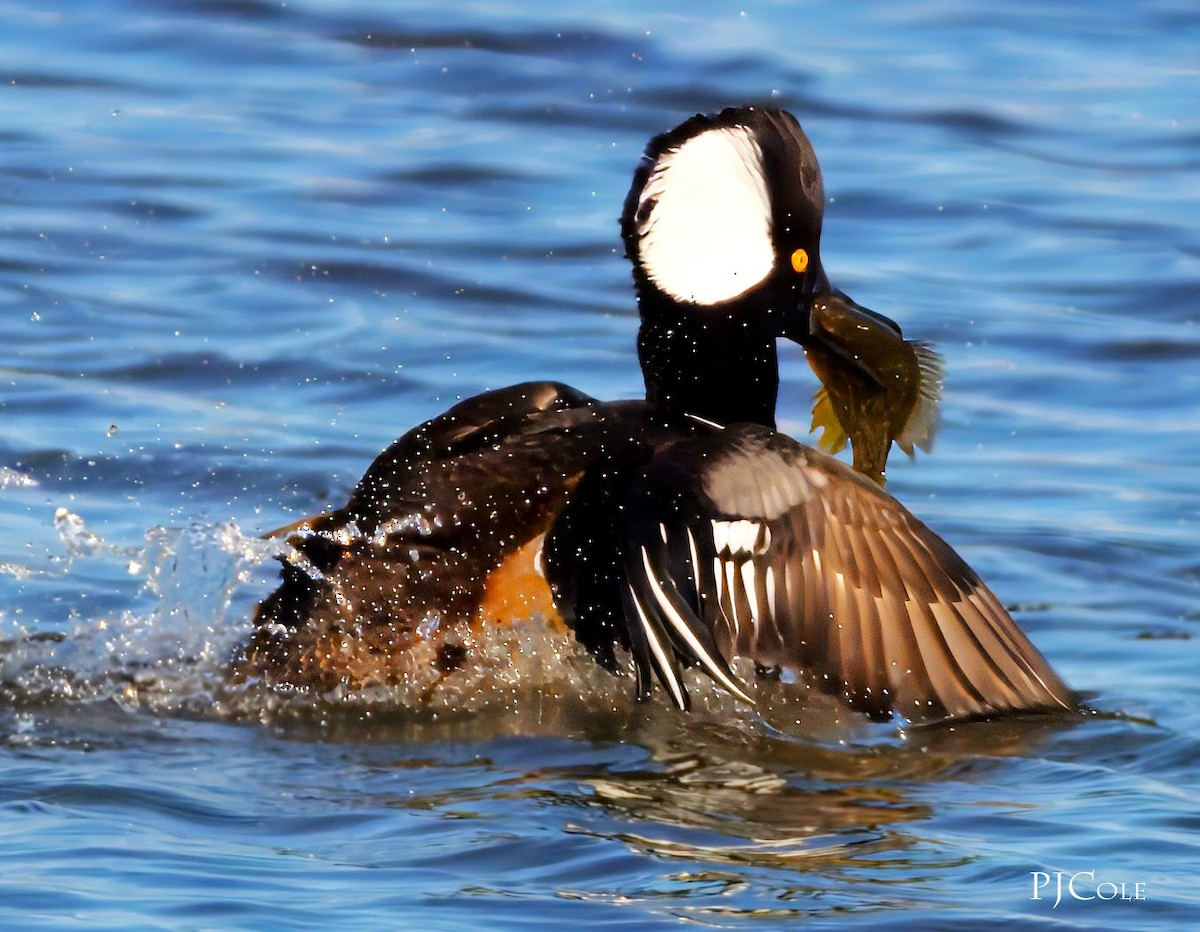 Hooded Merganser - ML613556347