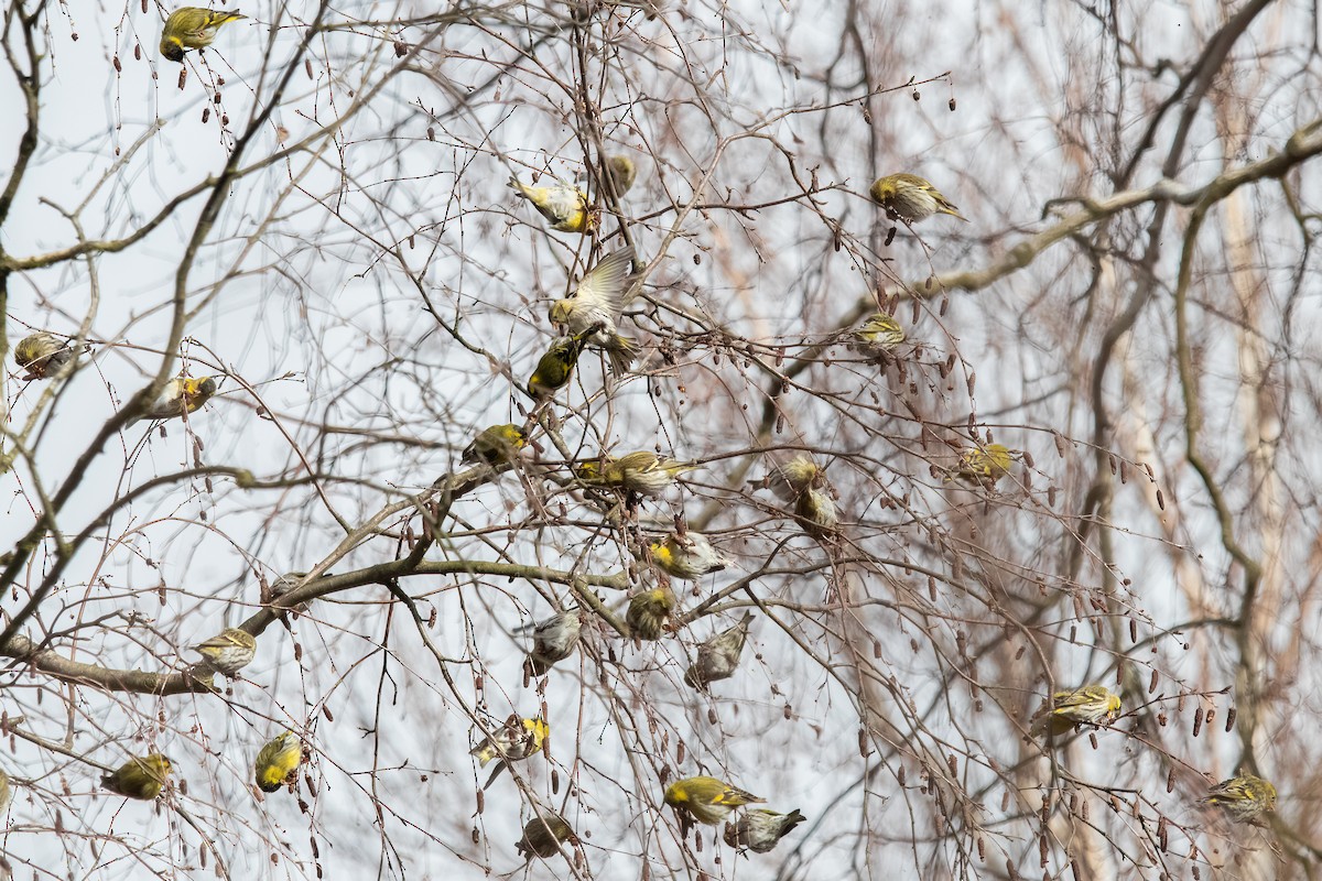 Eurasian Siskin - Hendryk Gemeiner