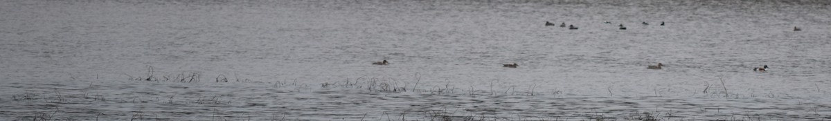 Northern Shoveler - ML613556504