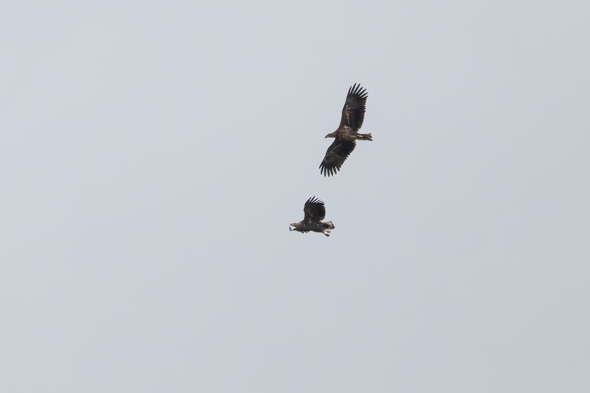 White-tailed Eagle - ML613556533