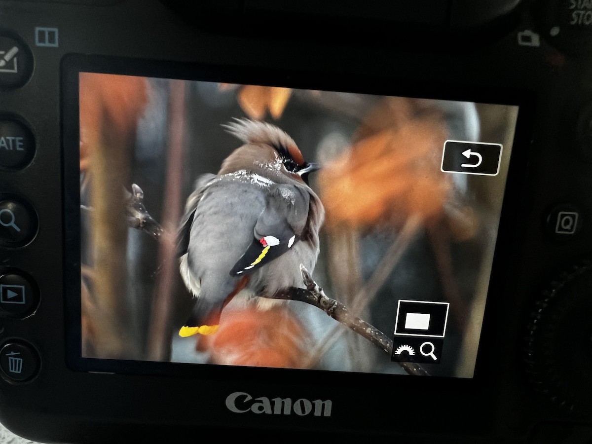 Bohemian Waxwing - Hanna Walczykowski