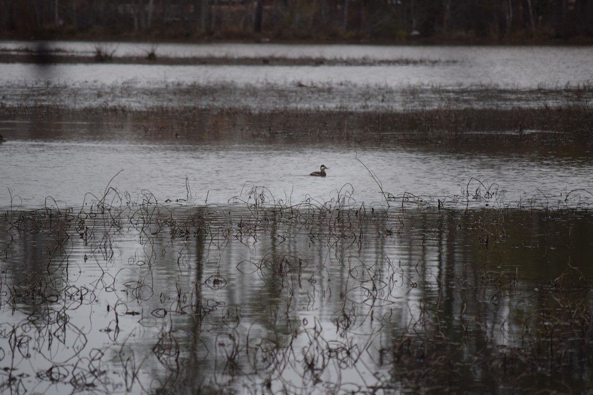 Ruddy Duck - ML613556545
