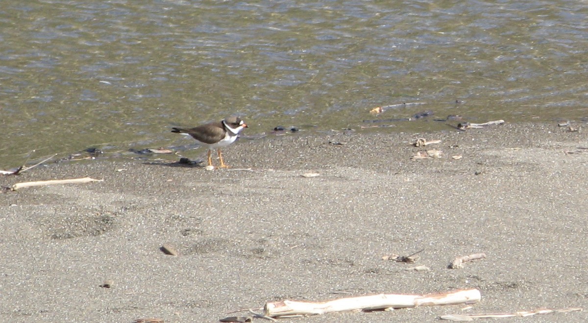 Semipalmated Plover - ML61355661