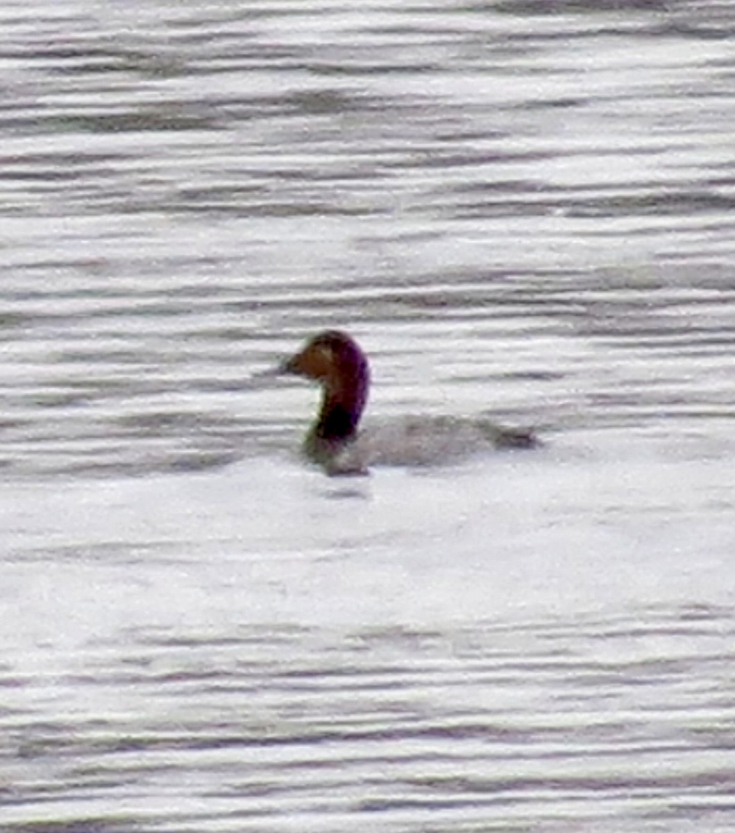 Canvasback - ML613556669