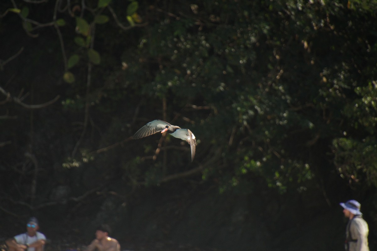 American Oystercatcher - ML613556724