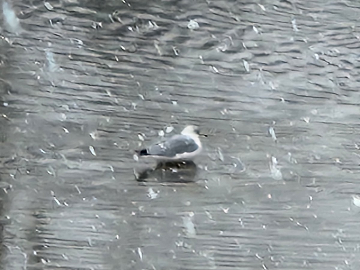Ring-billed Gull - ML613556743