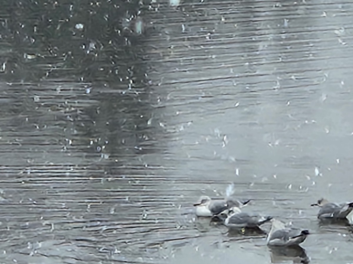Ring-billed Gull - ML613556744