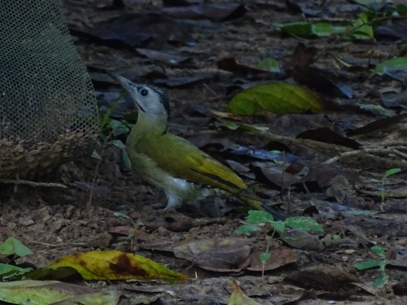 Gray-headed Woodpecker (Black-naped) - ML613556756