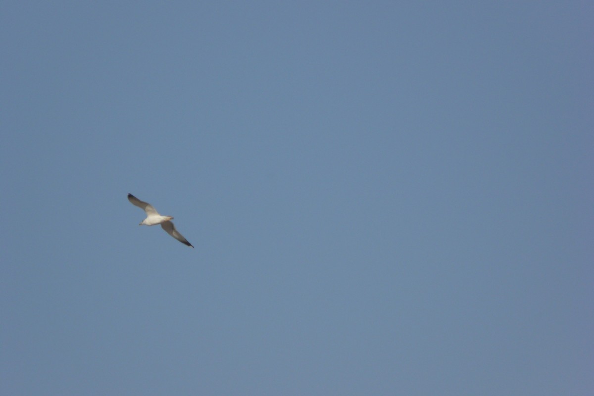 Gaviota (Larus) sp. - ML613556786