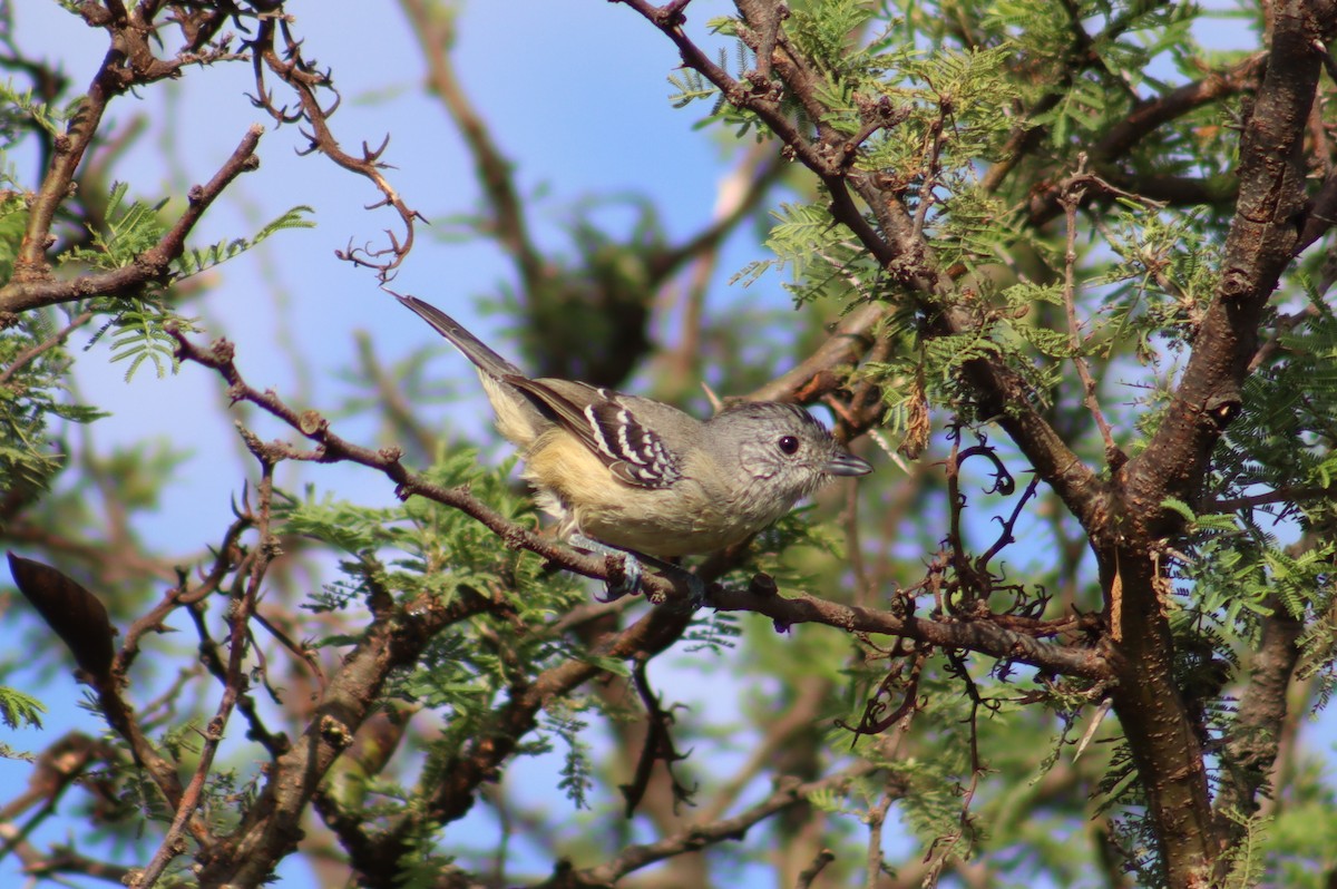 Variable Antshrike - Valentin Regis