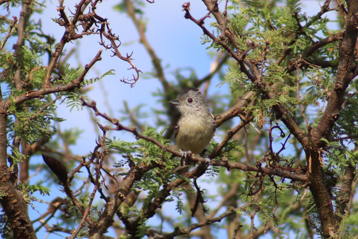 Variable Antshrike - ML613556816