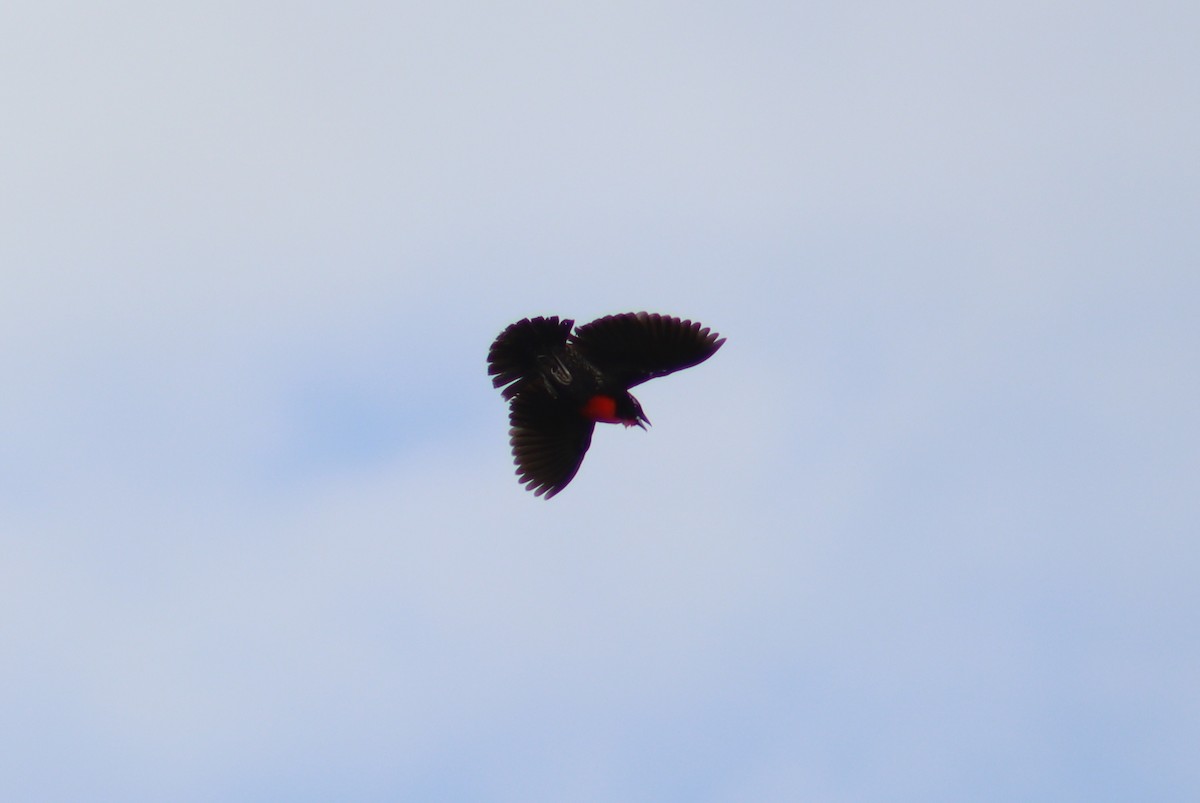 White-browed Meadowlark - ML613556836