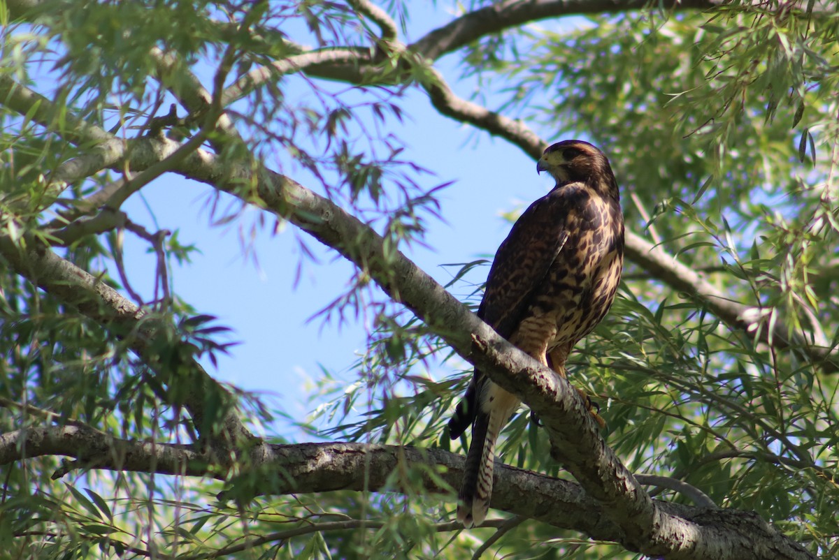 Harris's Hawk - ML613556869