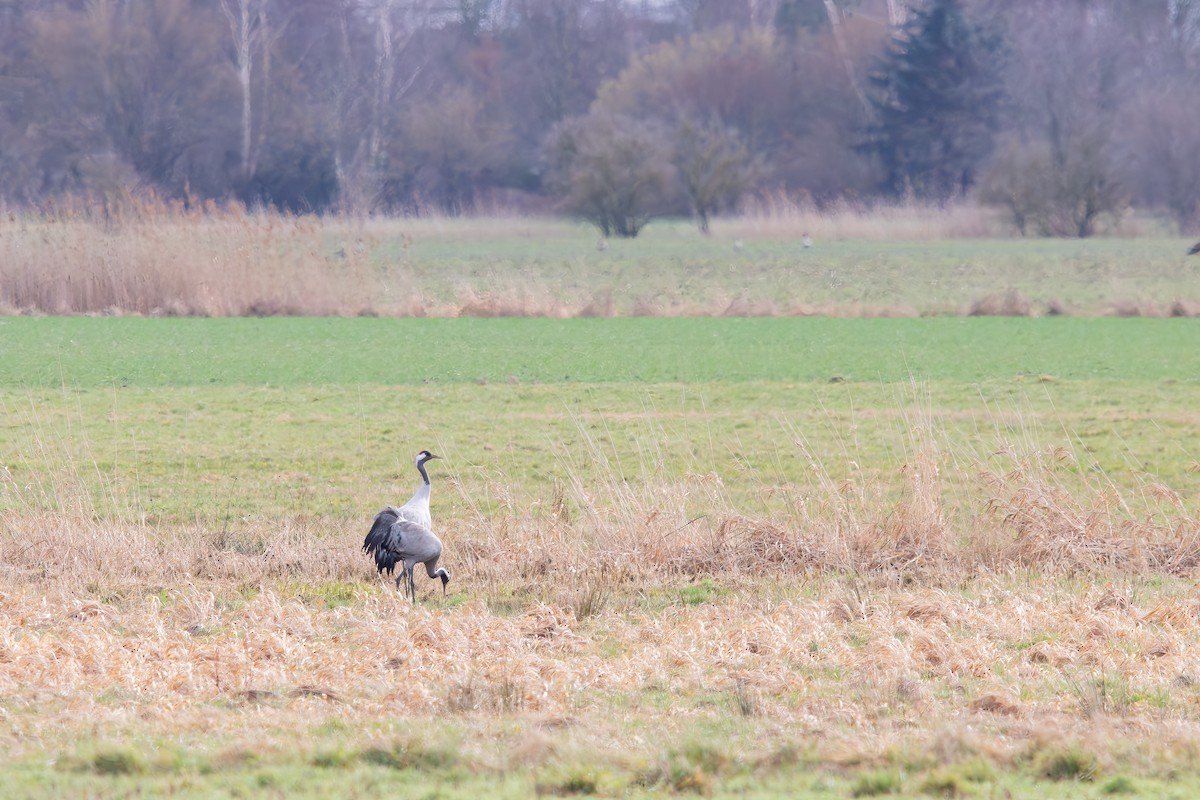 Common Crane - ML613556969