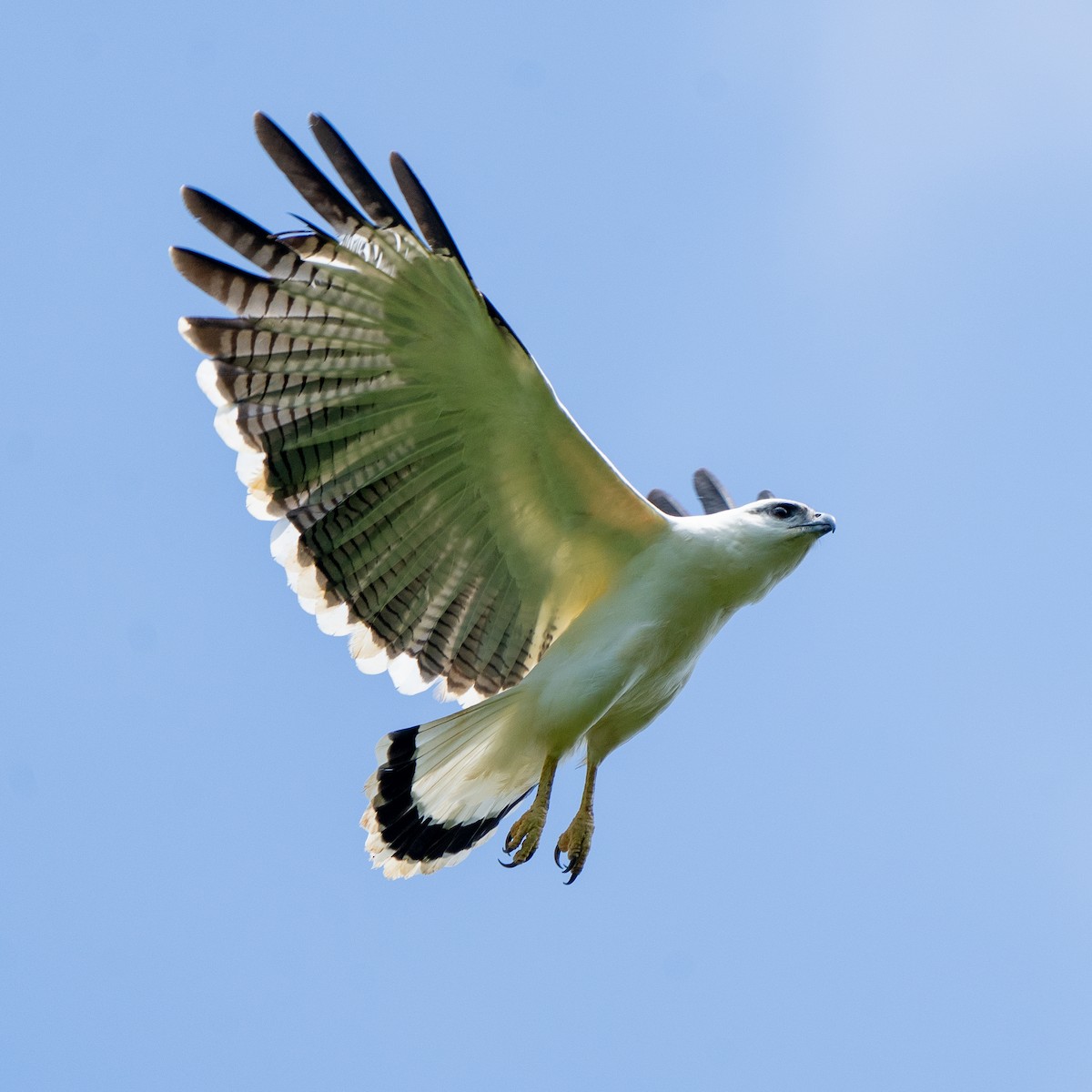 White Hawk - ML613556972
