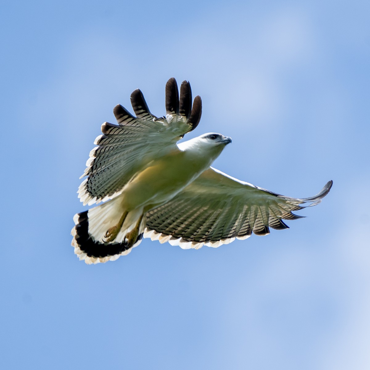 White Hawk - ML613556973