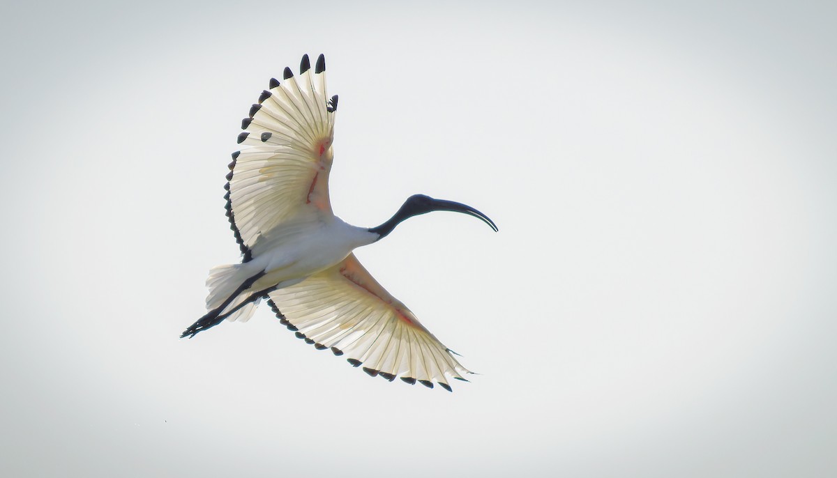 African Sacred Ibis - Matti Rekilä