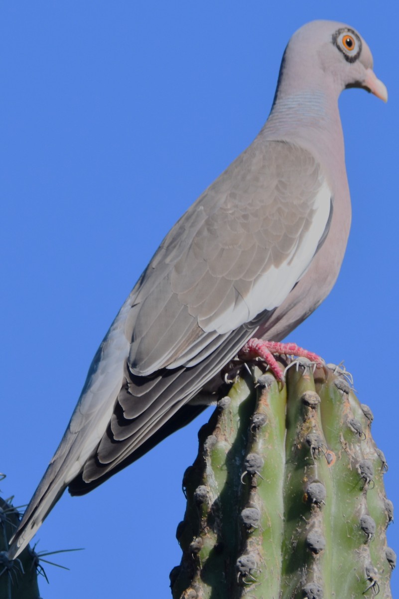 Bare-eyed Pigeon - ML613557116