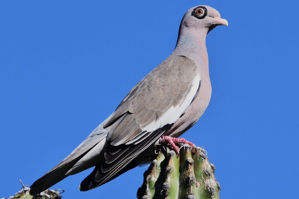 Bare-eyed Pigeon - Old Sam Peabody