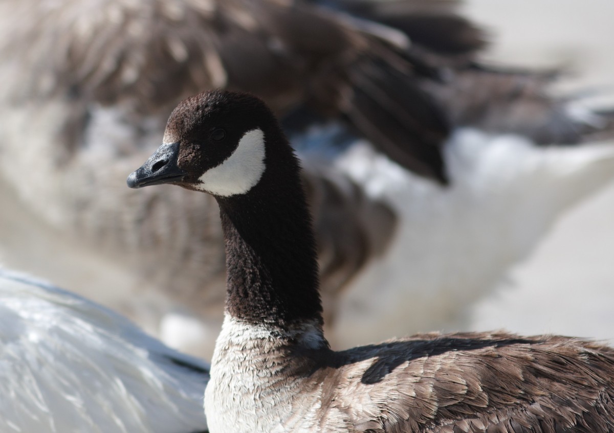 Cackling Goose - David Vander Pluym