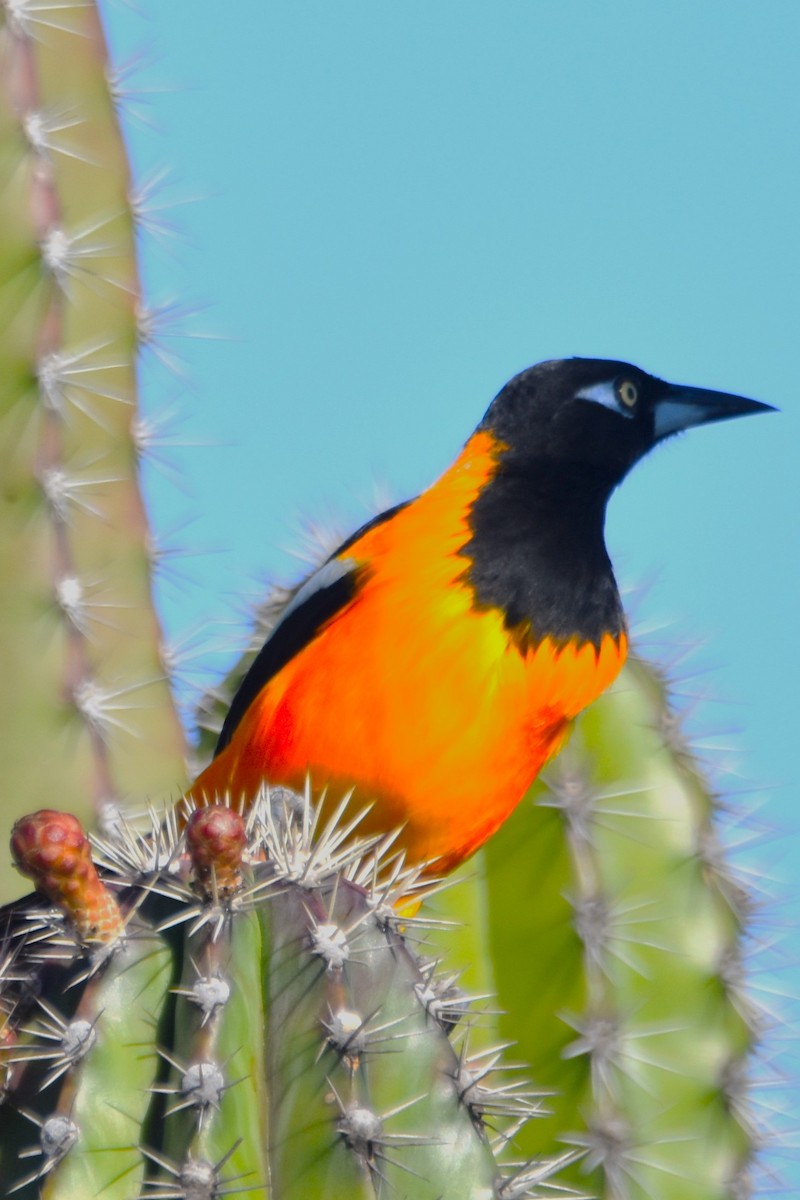 Oriole troupiale - ML613557180