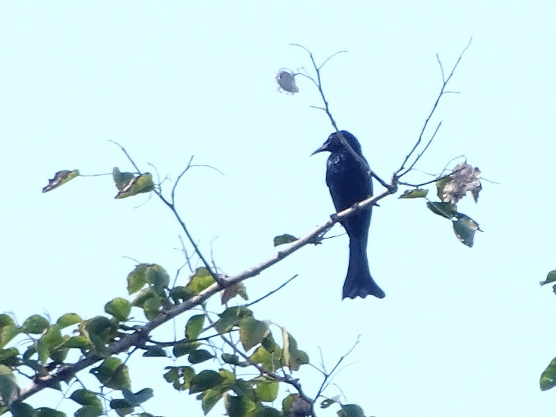 Hair-crested Drongo (Hair-crested) - ML613557220