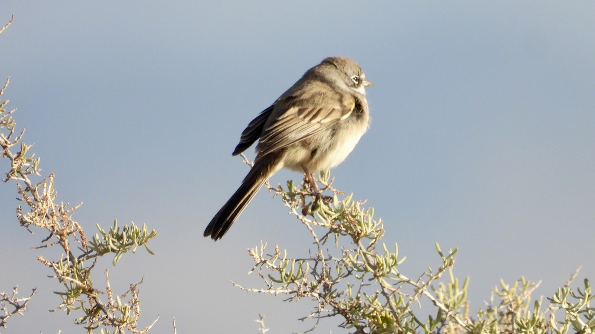 Bell's Sparrow - ML613557228