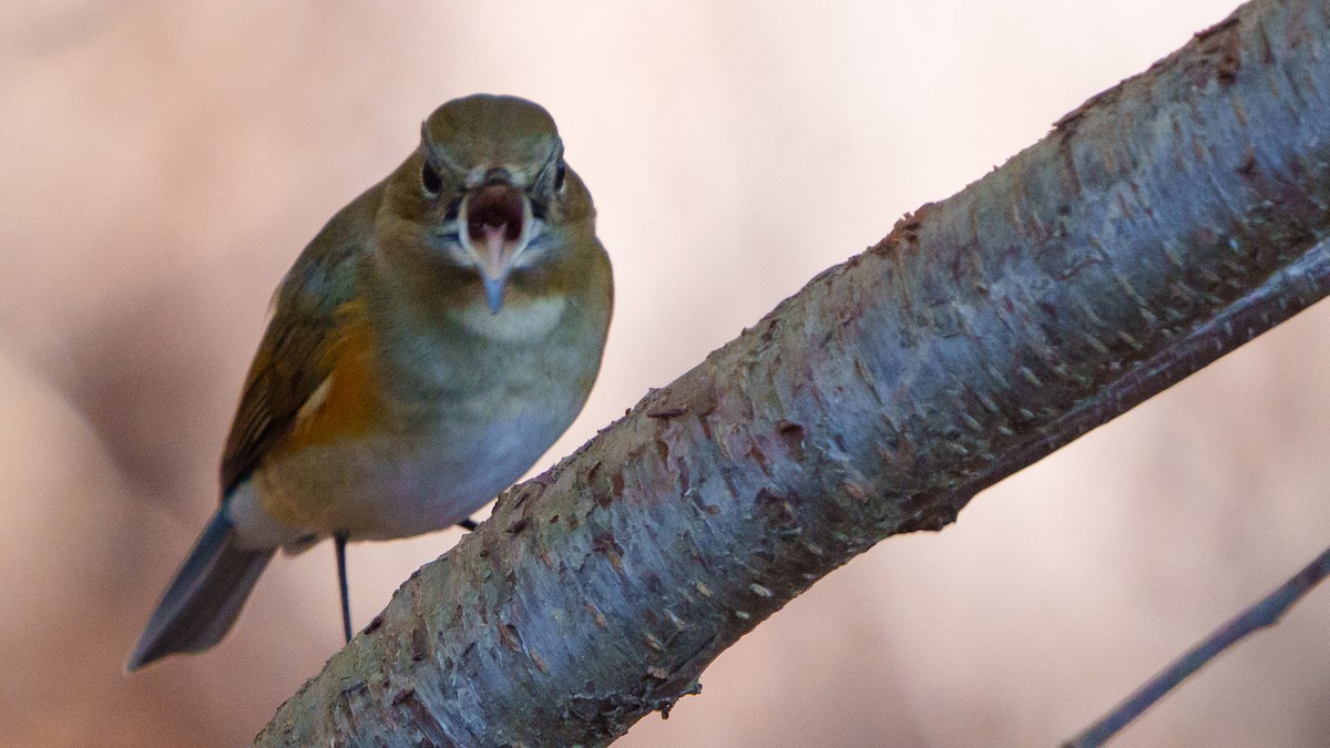 Red-flanked Bluetail - Jeremy Nadel