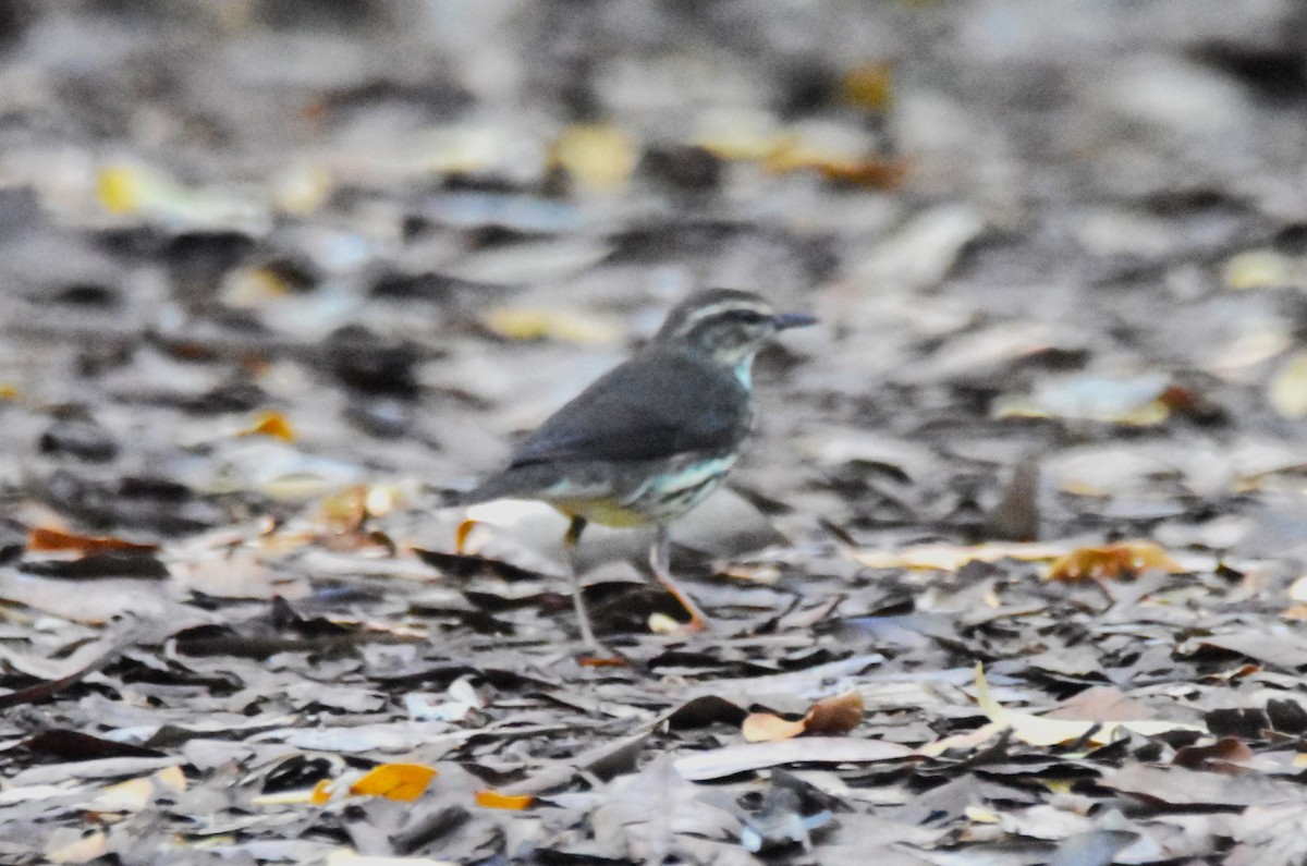 Northern Waterthrush - ML613557242