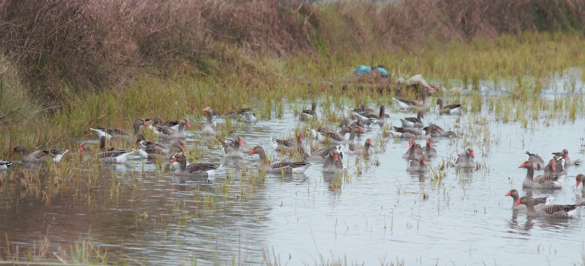 Graylag Goose - Elaheh Afsaneh