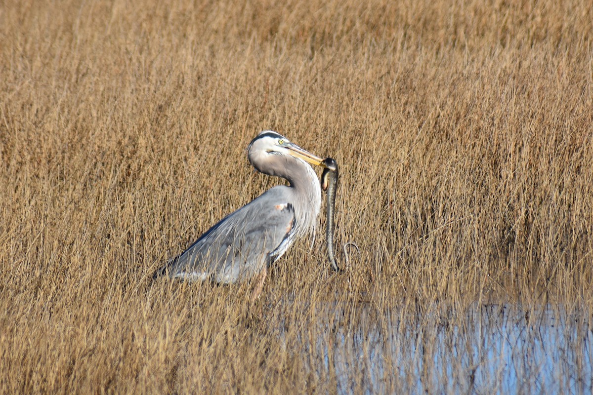 Great Blue Heron - Hannah Leabhart