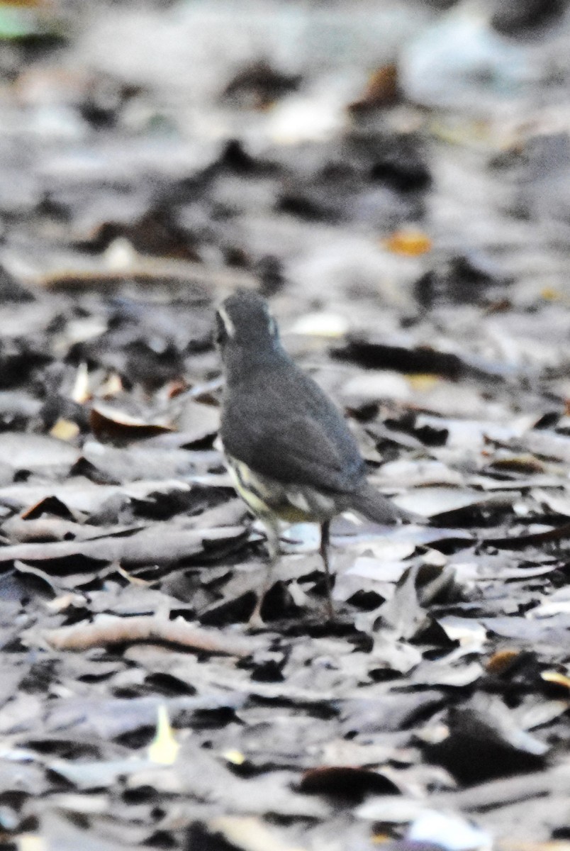 Northern Waterthrush - ML613557246