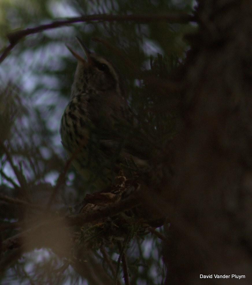 Northern Waterthrush - ML613557257