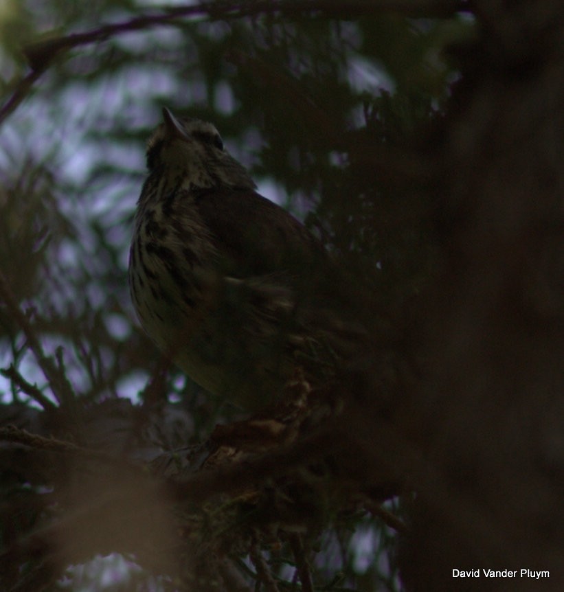 Northern Waterthrush - ML613557258