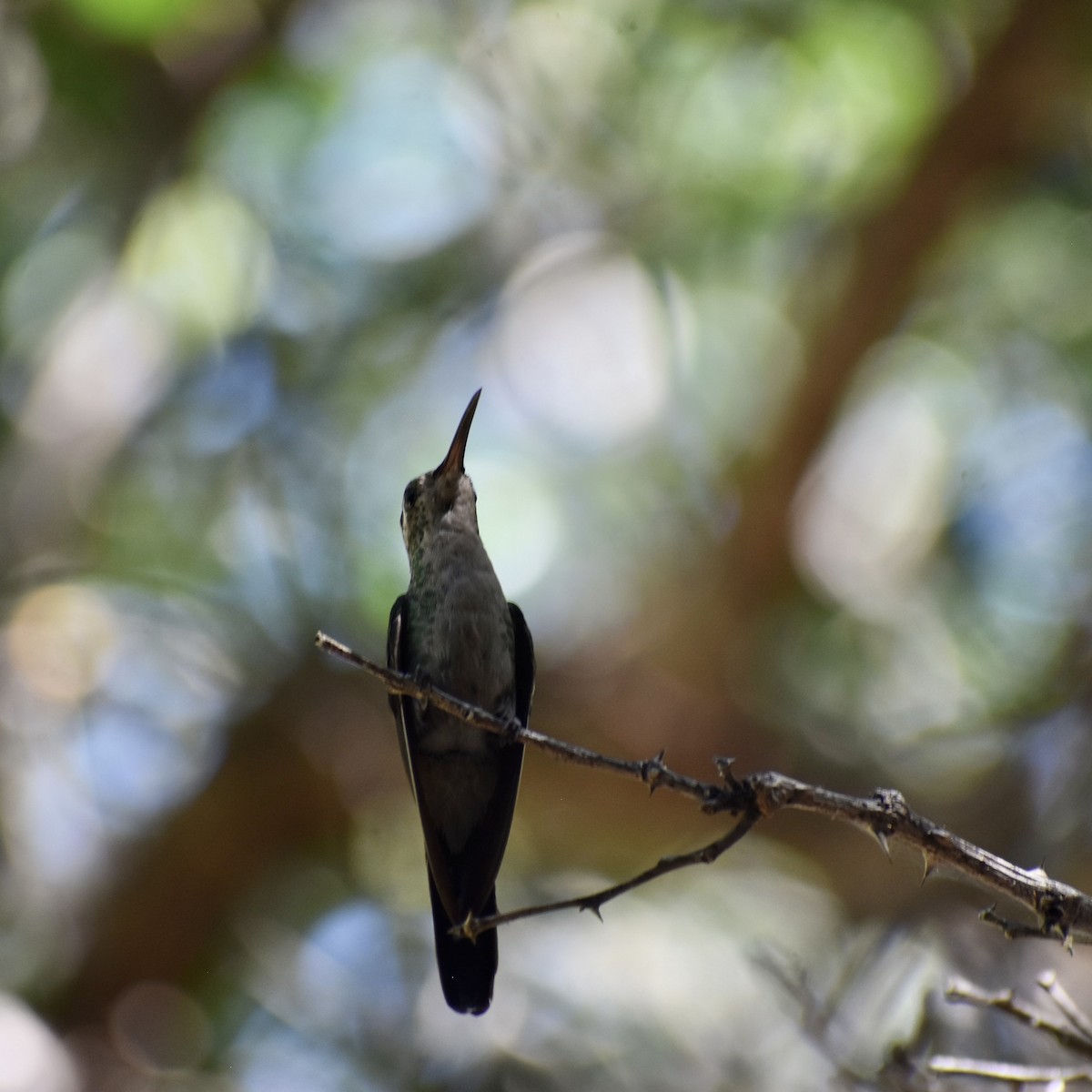 kolibřík kubánský - ML613557293